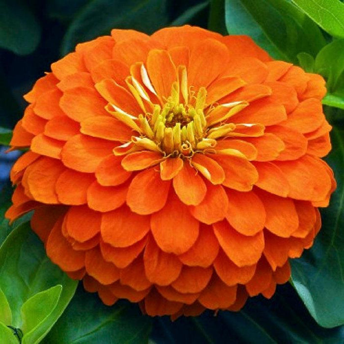 Zinnia elegance Dahlia Flowered Orange King-NM pack of 15g - Kadiyam Nursery