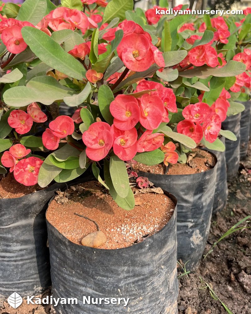 Plumeria Gold (Golden Frangipani) — Wholesale Price | Kadiyam Nursery