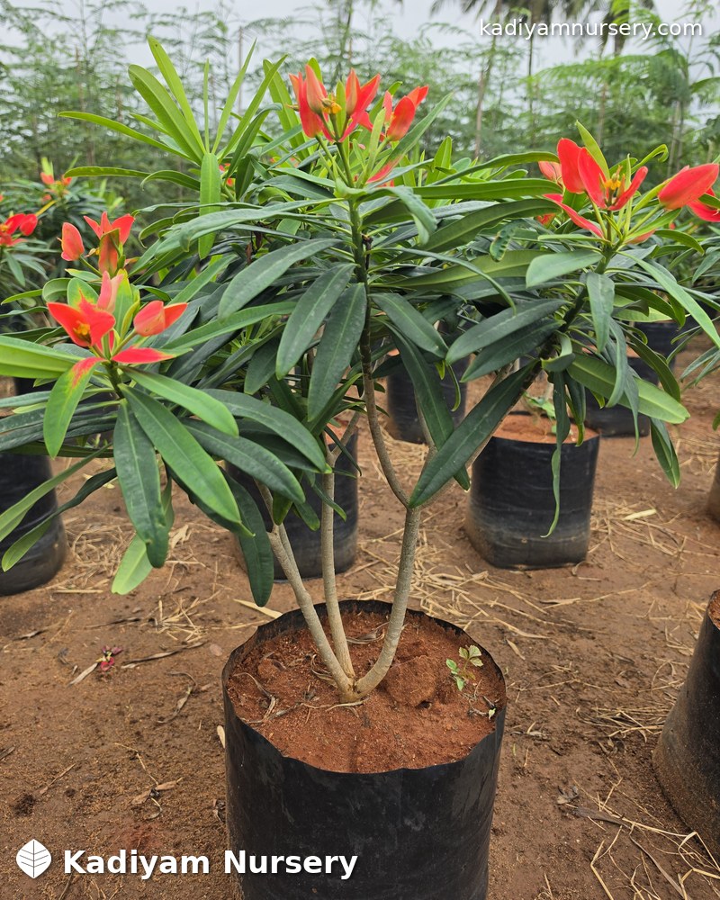 Plumeria Gold (Golden Frangipani) — Wholesale Price | Kadiyam Nursery