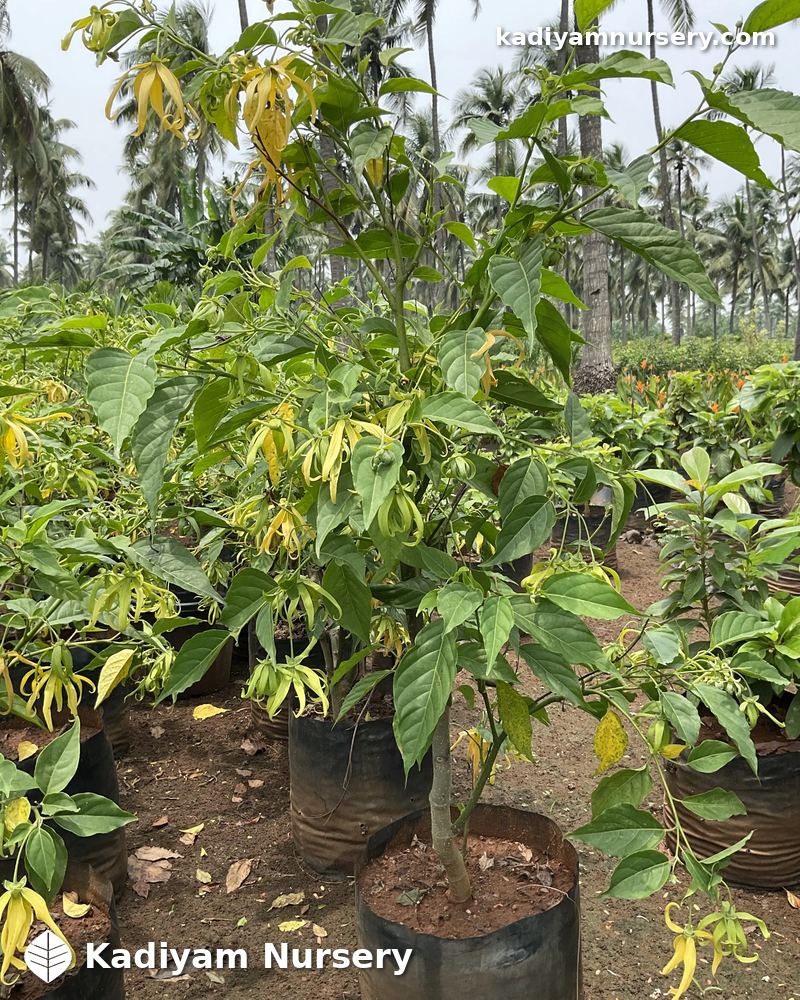 Plumeria Gold (Golden Frangipani) — Wholesale Price | Kadiyam Nursery